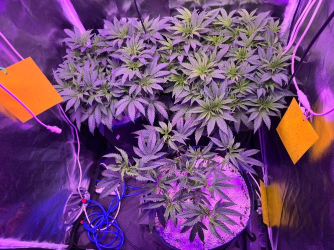 Biiiig Mama 2's Babies. Week 8