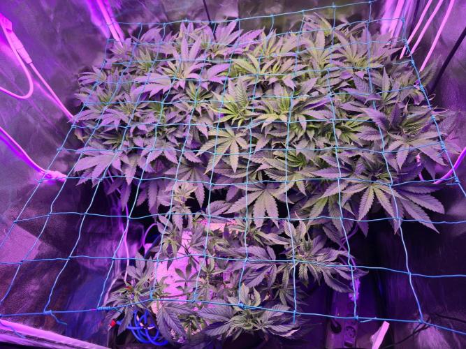 Biiiig Mama 2's Babies. Week 9