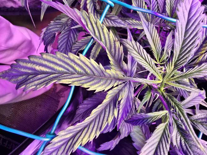 Biiiig Mama 2's Babies. Week 9