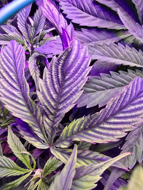 Biiiig Mama 2's Babies. Week 9