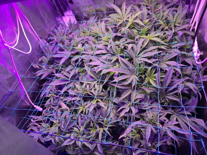 Biiiig Mama 2's Babies. Week 11