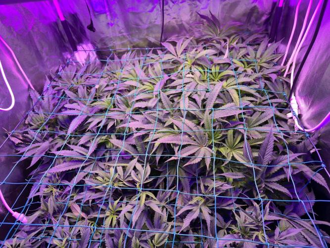 Biiiig Mama 2's Babies. Week 11