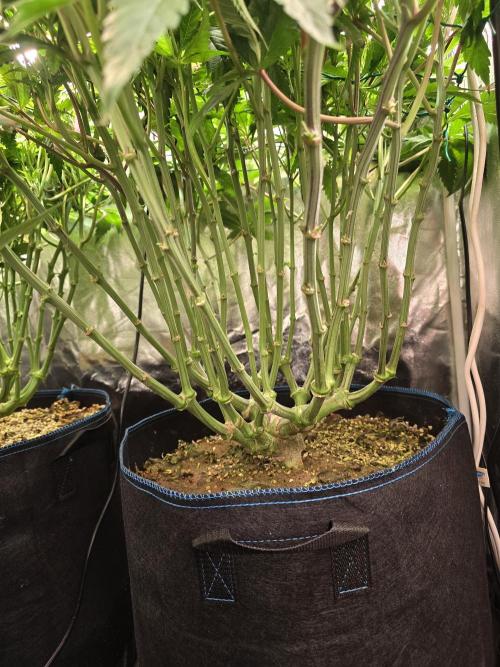 Biiiig Mama 2's Babies. Week 11