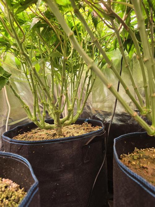 Biiiig Mama 2's Babies. Week 11