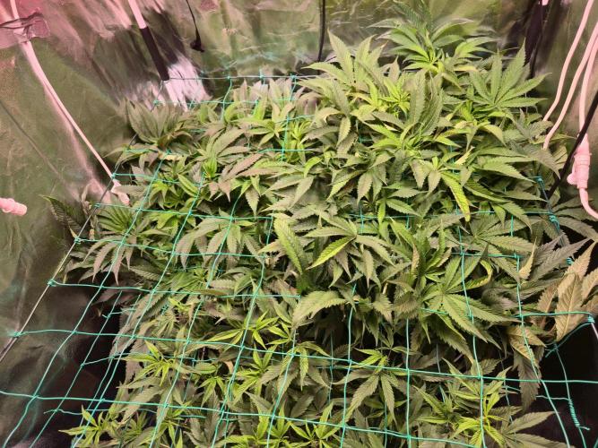 Biiiig Mama 2's Babies. Week 11