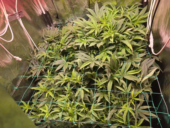 Biiiig Mama 2's Babies. Week 12