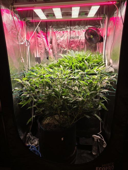 Biiiig Mama 2's Babies. Week 12