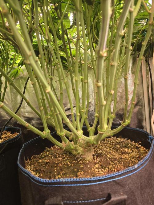 Biiiig Mama 2's Babies. Week 12