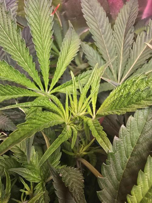 Biiiig Mama 2's Babies. Week 12