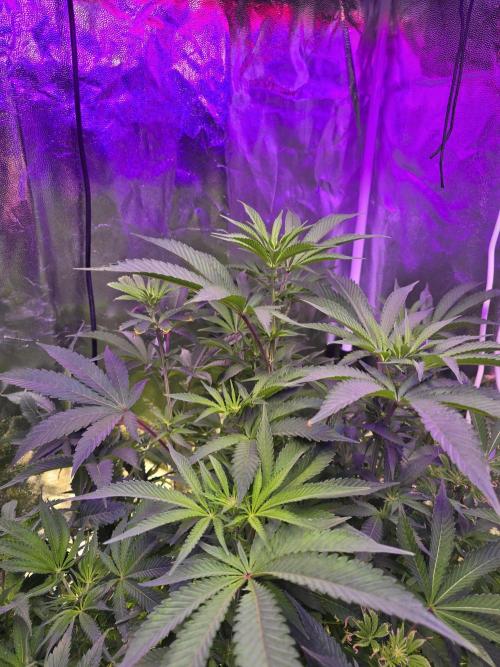 Biiiig Mama 2's Babies. Week 13