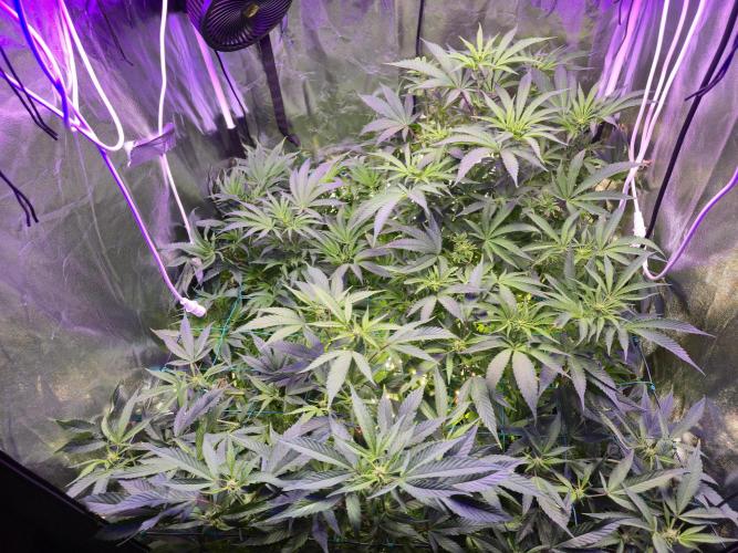 Biiiig Mama 2's Babies. Week 13