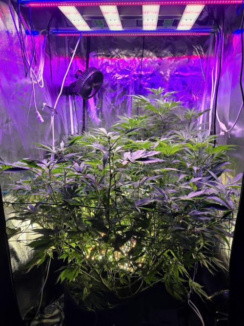 Biiiig Mama 2's Babies. Week 13