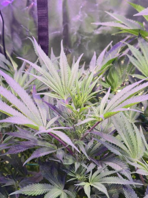 Biiiig Mama 2's Babies. Week 13