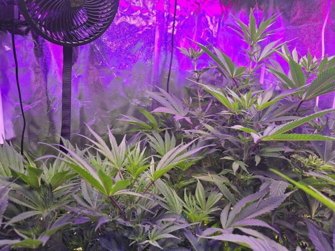 Biiiig Mama 2's Babies. Week 13