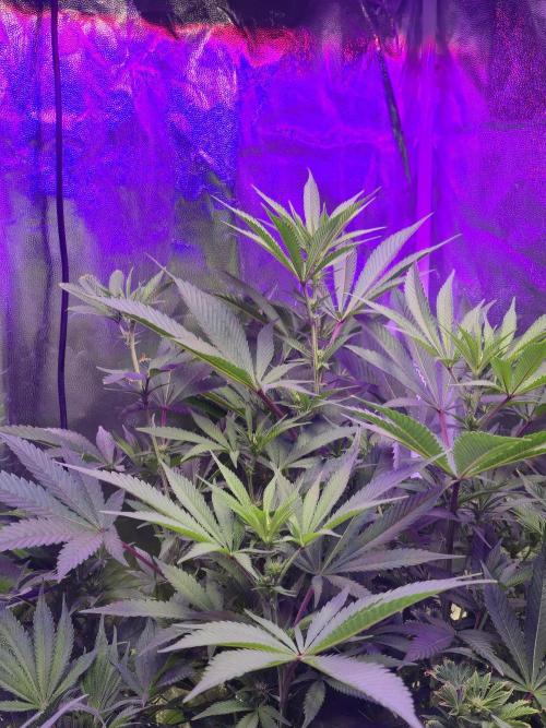 Biiiig Mama 2's Babies. Week 14