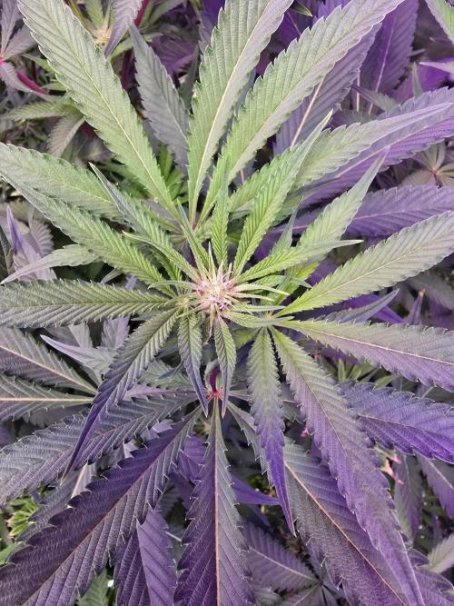 Biiiig Mama 2's Babies. Week 14