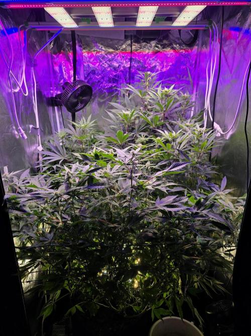 Biiiig Mama 2's Babies. Week 14