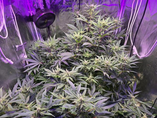 Biiiig Mama 2's Babies. Week 14