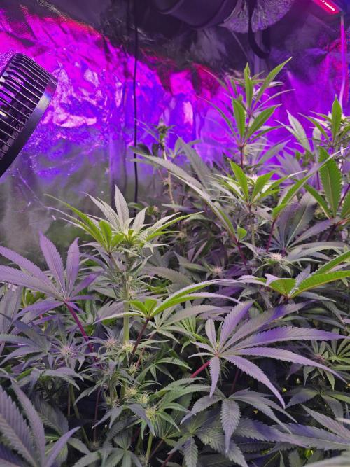 Biiiig Mama 2's Babies. Week 14