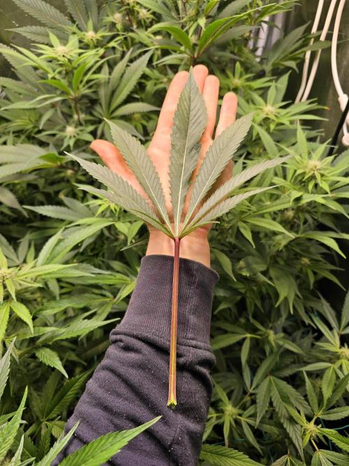 Biiiig Mama 2's Babies. Week 14