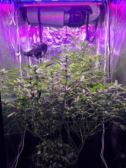 Biiiig Mama 2's Babies. Week 14