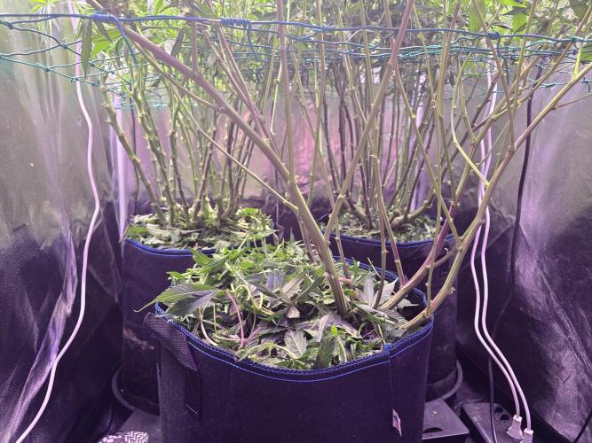 Biiiig Mama 2's Babies. Week 14