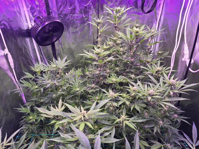 Biiiig Mama 2's Babies. Week 14