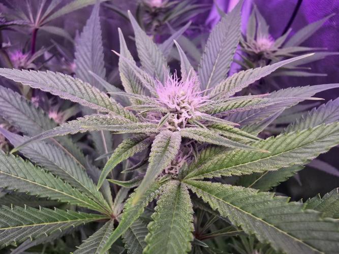 Biiiig Mama 2's Babies. Week 14