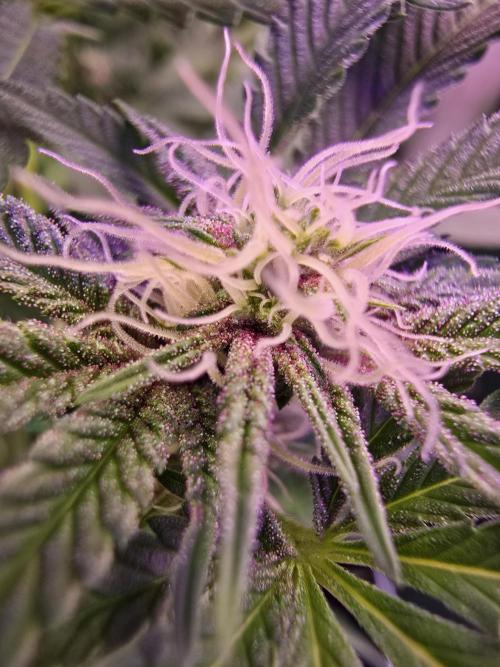 Biiiig Mama 2's Babies. Week 14