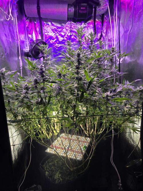 Biiiig Mama 2's Babies. Week 15