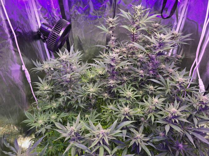 Biiiig Mama 2's Babies. Week 15