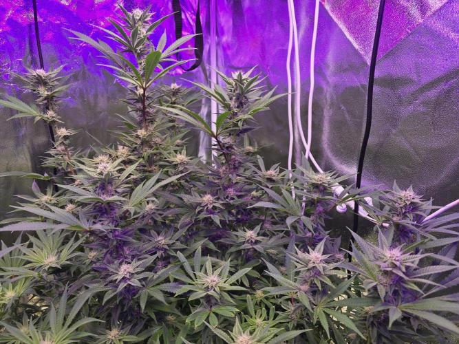 Biiiig Mama 2's Babies. Week 15