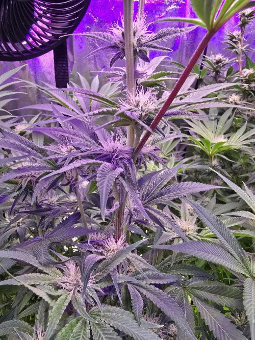 Biiiig Mama 2's Babies. Week 15