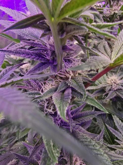 Biiiig Mama 2's Babies. Week 15