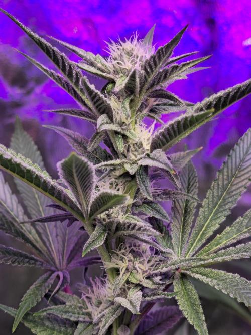 Biiiig Mama 2's Babies. Week 15