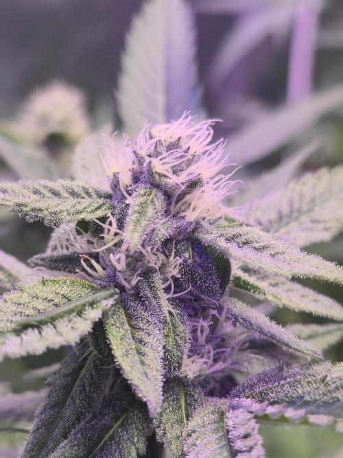 Biiiig Mama 2's Babies. Week 15