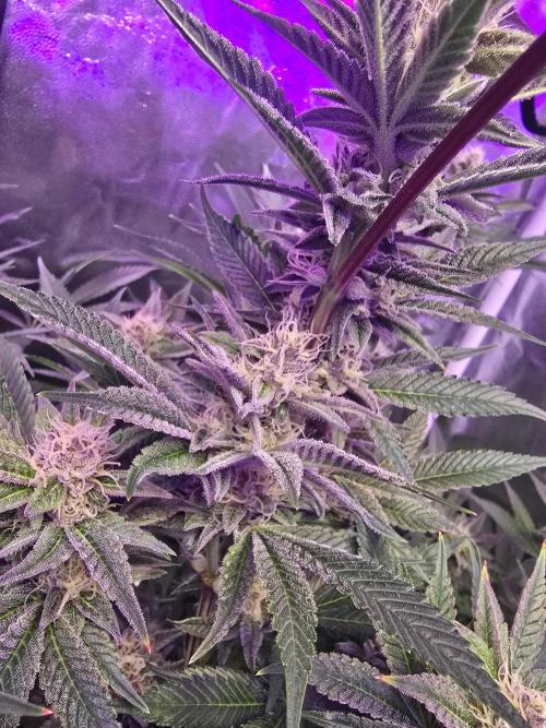 Biiiig Mama 2's Babies. Week 16