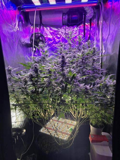 Biiiig Mama 2's Babies. Week 16