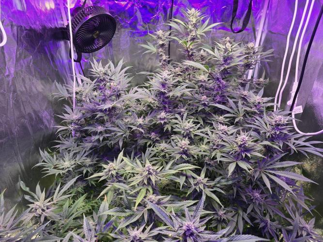 Biiiig Mama 2's Babies. Week 16
