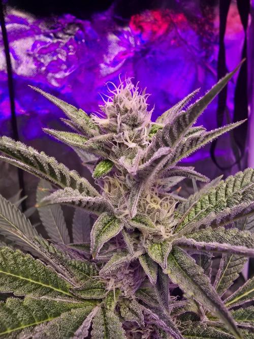 Biiiig Mama 2's Babies. Week 16