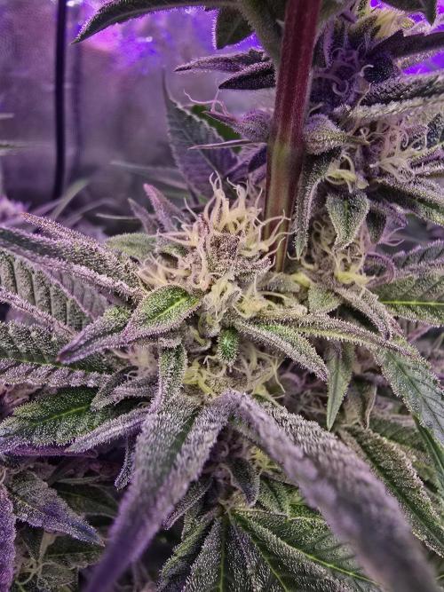 Biiiig Mama 2's Babies. Week 16