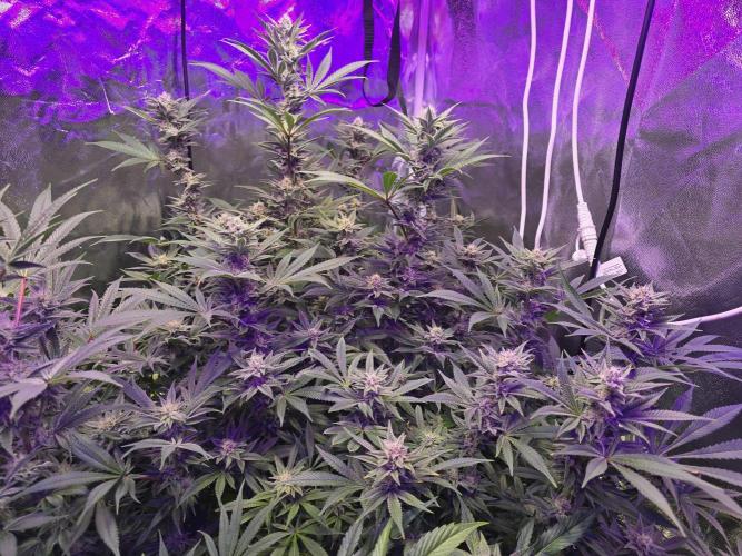 Biiiig Mama 2's Babies. Week 16