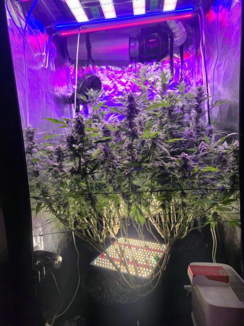 Biiiig Mama 2's Babies. Week 17