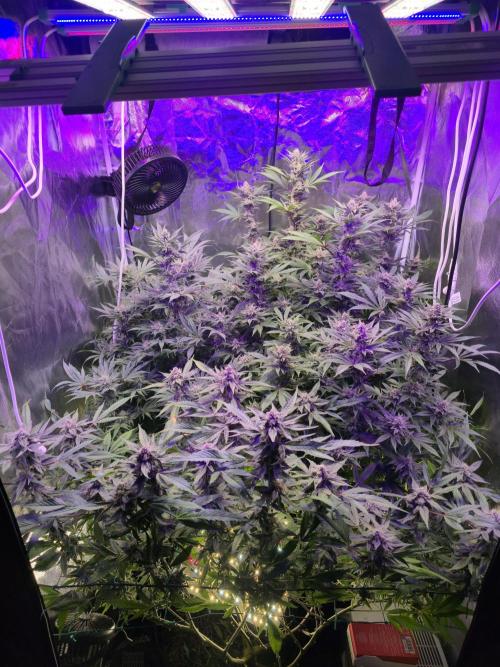 Biiiig Mama 2's Babies. Week 17