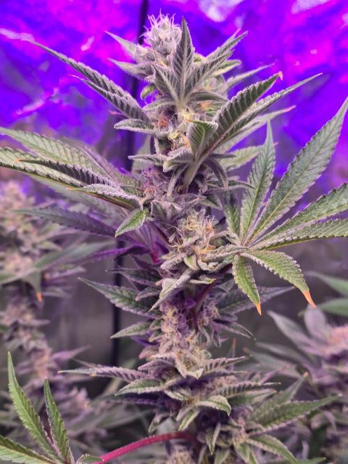Biiiig Mama 2's Babies. Week 17