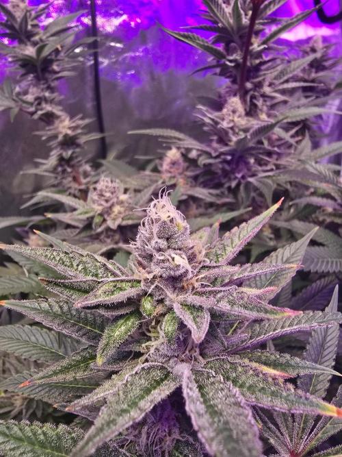 Biiiig Mama 2's Babies. Week 17