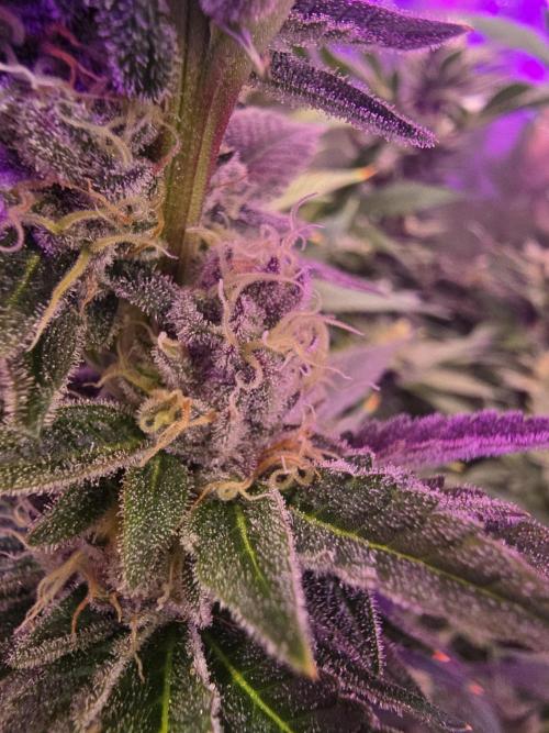 Biiiig Mama 2's Babies. Week 17