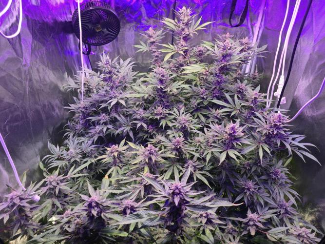 Biiiig Mama 2's Babies. Week 18