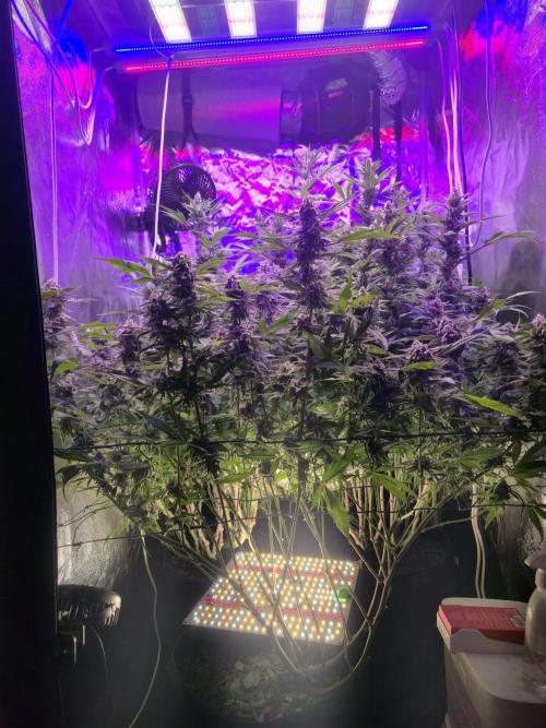 Biiiig Mama 2's Babies. Week 18