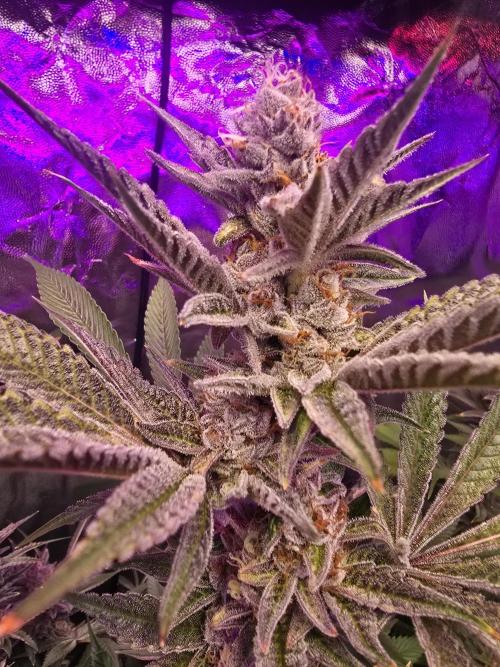 Biiiig Mama 2's Babies. Week 18